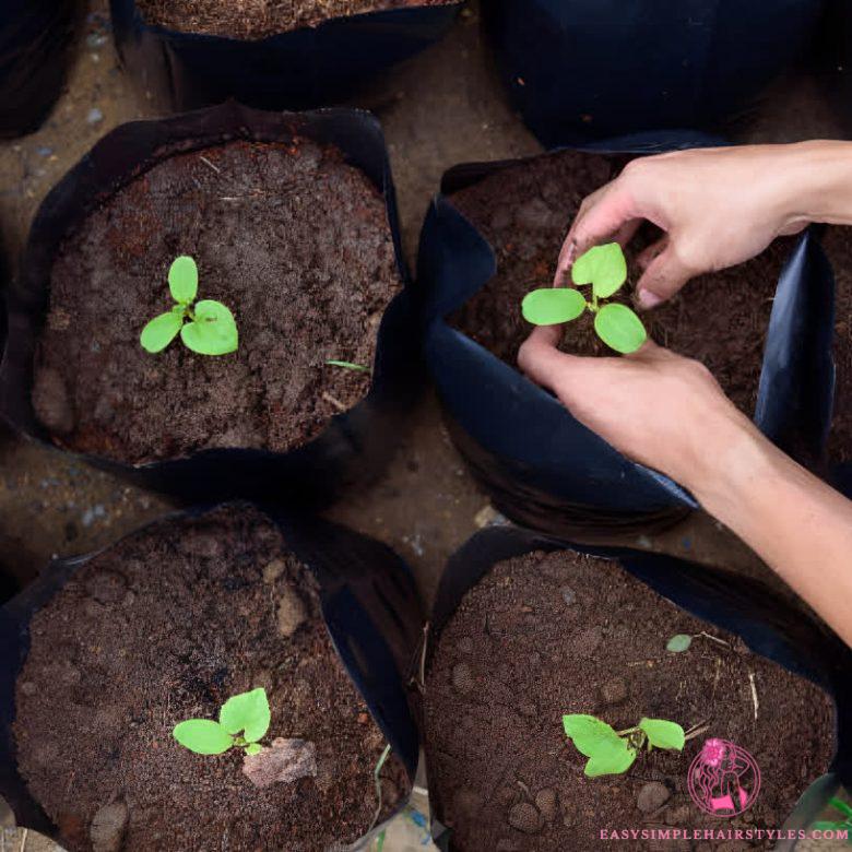 How to use plant bags: harness their potential effectively
