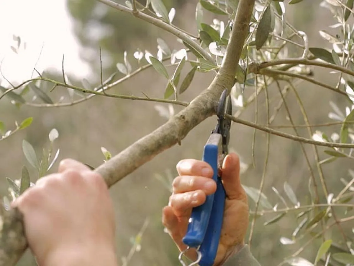 1694988428 959 Pruning an olive tree in September will no longer have.webp - Pruning an olive tree in September will no longer have any secrets for you