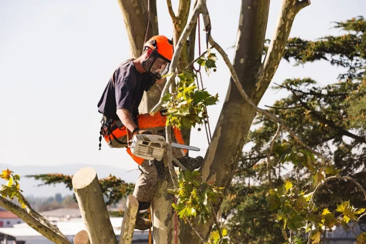 1694988429 157 Pruning an olive tree in September will no longer have.webp - Pruning an olive tree in September will no longer have any secrets for you