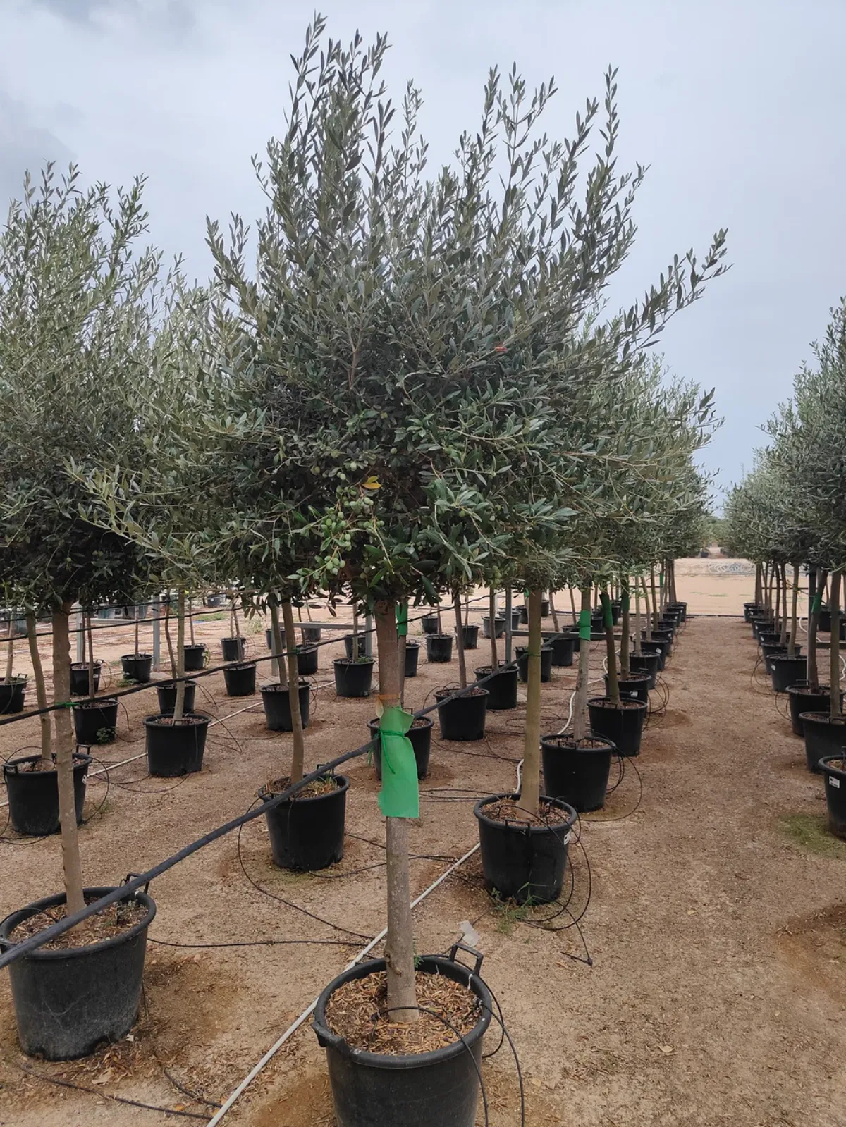 1694988429 498 Pruning an olive tree in September will no longer have.webp - Pruning an olive tree in September will no longer have any secrets for you