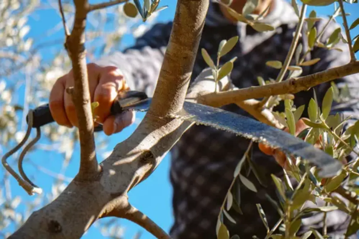 1694988429 922 Pruning an olive tree in September will no longer have.webp - Pruning an olive tree in September will no longer have any secrets for you