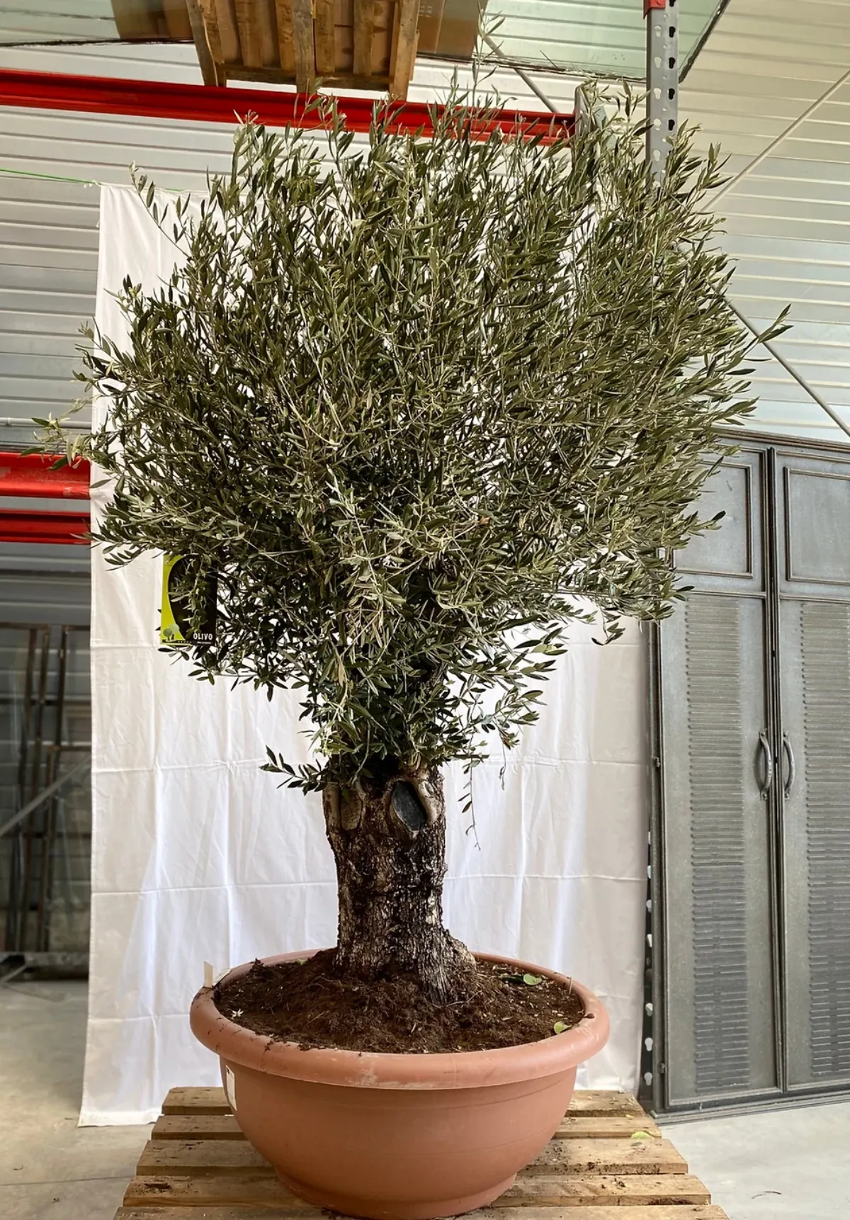 1694988429 966 Pruning an olive tree in September will no longer have.webp - Pruning an olive tree in September will no longer have any secrets for you