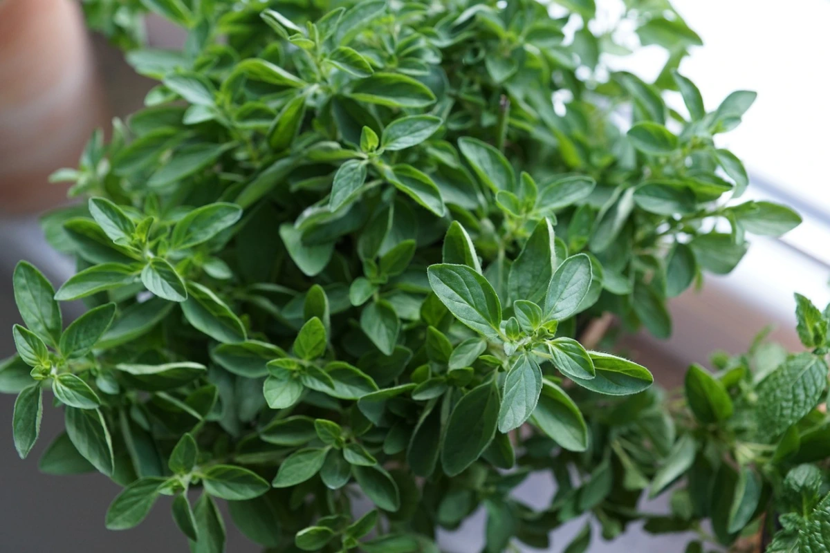 5 unusual ideas without basil and mint.webp - 5 unusual ideas, without basil and mint!