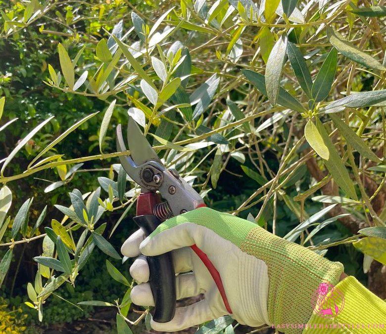 Pruning an olive tree in September will no longer have any secrets for you
