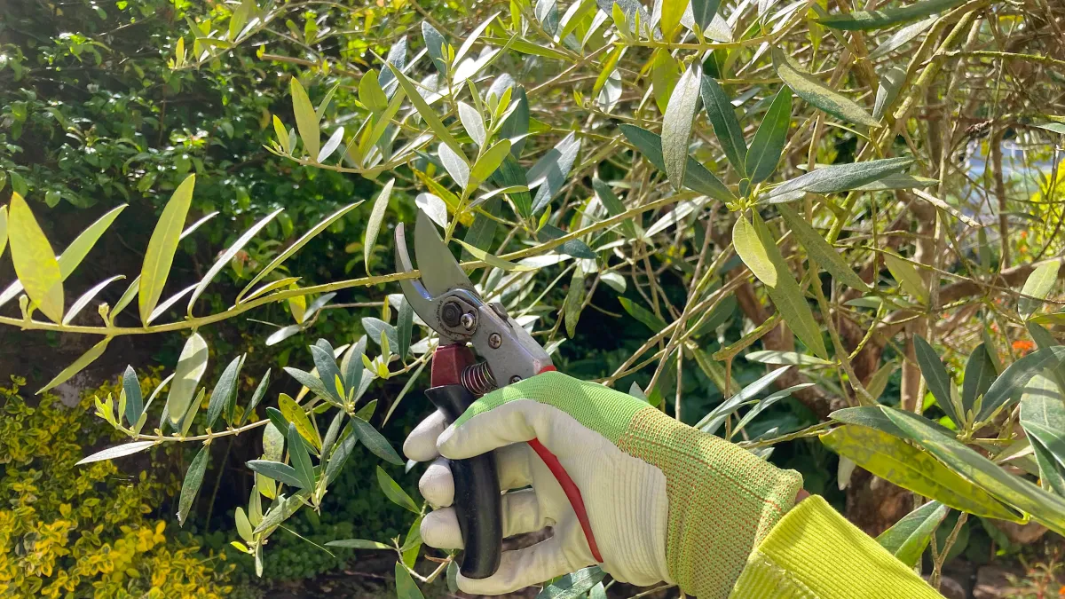 Pruning an olive tree in September will no longer have.webp - Pruning an olive tree in September will no longer have any secrets for you