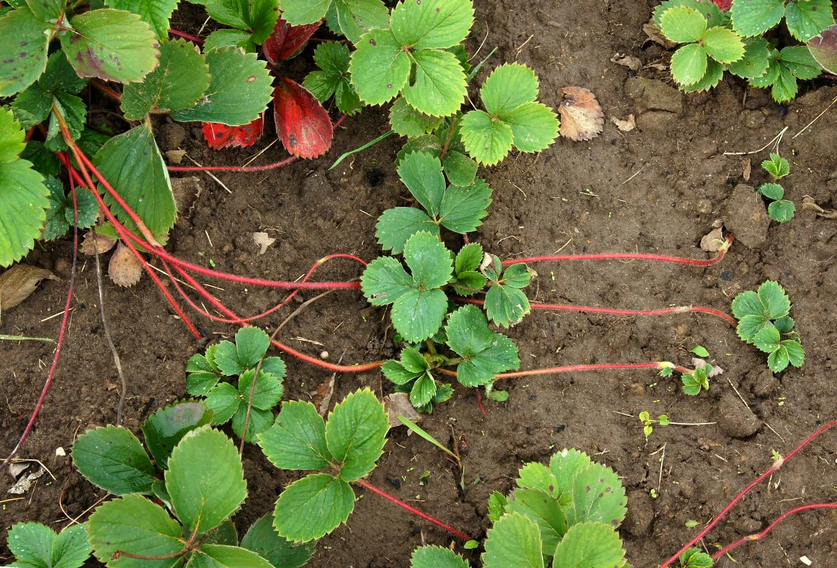 1696845560 437 Should you cut strawberry leaves in autumn The experts response.webp - Should you cut strawberry leaves in autumn?  The experts' response + quick summary of good actions