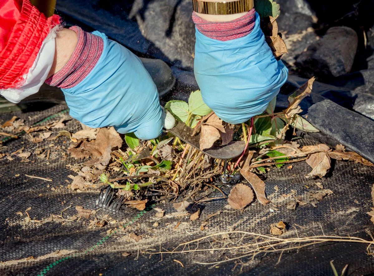 1696845560 489 Should you cut strawberry leaves in autumn The experts response.webp - Should you cut strawberry leaves in autumn?  The experts' response + quick summary of good actions