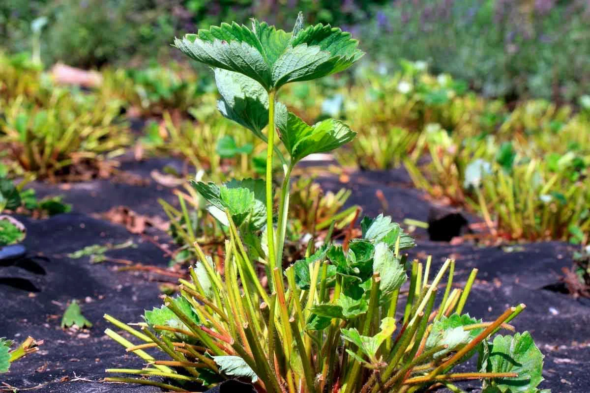 1696845560 614 Should you cut strawberry leaves in autumn The experts response.webp - Should you cut strawberry leaves in autumn?  The experts' response + quick summary of good actions