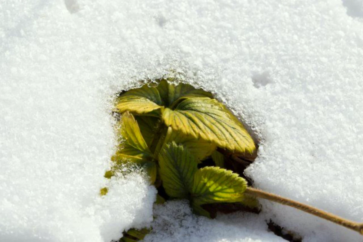 Should you cut strawberry leaves in autumn The experts response.webp - Should you cut strawberry leaves in autumn?  The experts' response + quick summary of good actions