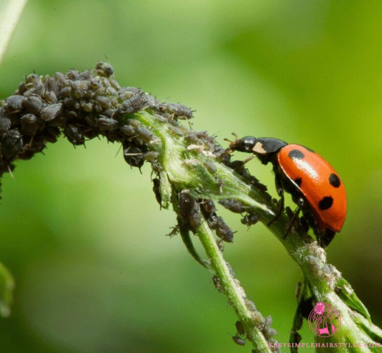  What is the best grandmother's remedy for aphids on rose bushes?  Natural tips with 100% visible success immediately
