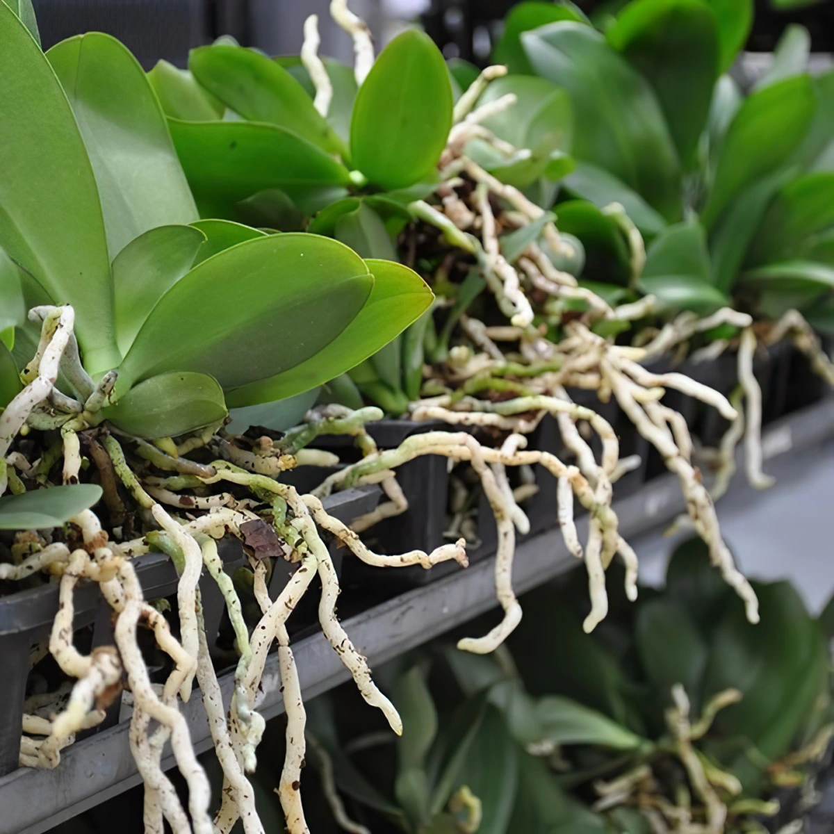 1705411999 607 Should we cut the aerial roots of orchids The correct.webp - Should we cut the aerial roots of orchids?  The correct and healthy maintenance guide