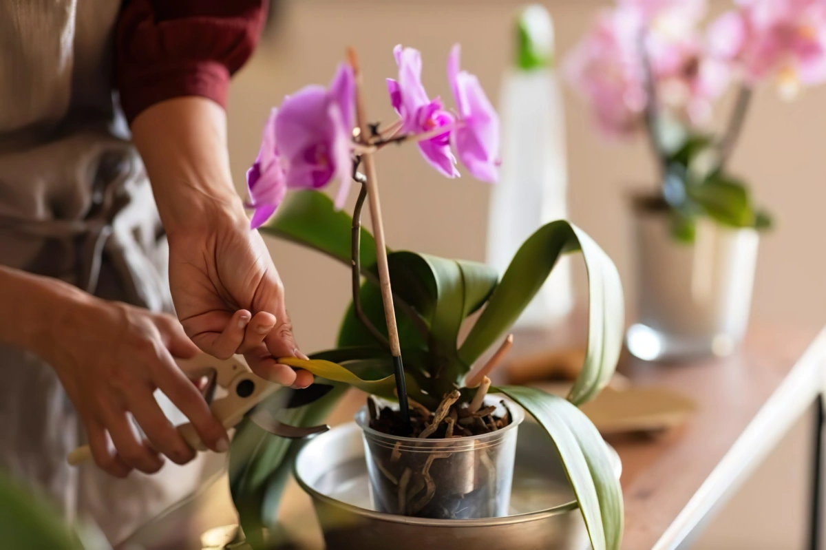 1705412000 18 Should we cut the aerial roots of orchids The correct.webp - Should we cut the aerial roots of orchids?  The correct and healthy maintenance guide