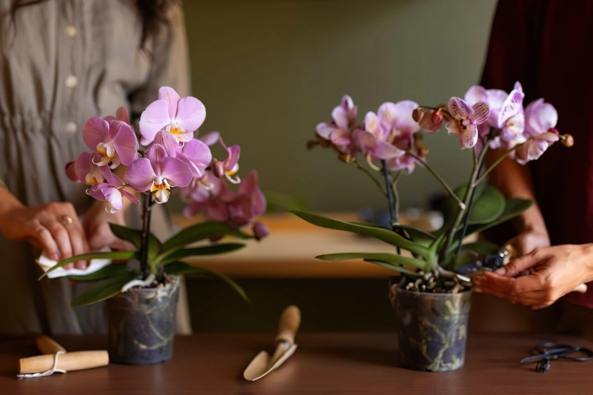 1705412000 516 Should we cut the aerial roots of orchids The correct.webp - Should we cut the aerial roots of orchids?  The correct and healthy maintenance guide