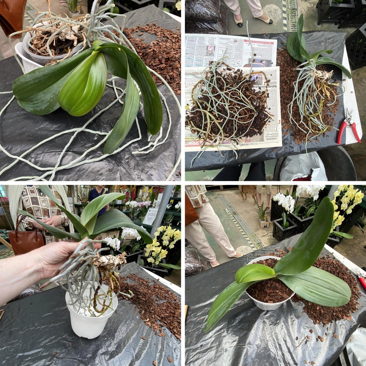 1705412000 763 Should we cut the aerial roots of orchids The correct.webp - Should we cut the aerial roots of orchids?  The correct and healthy maintenance guide