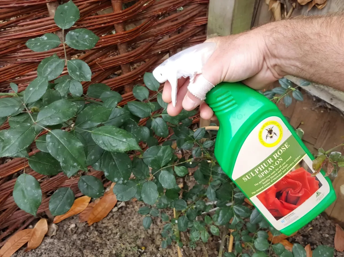 1706114993 668 The best homemade spray for black spot disease on your.webp - The best homemade spray for black spot disease on your rose bushes!  Bonus: effective natural treatments