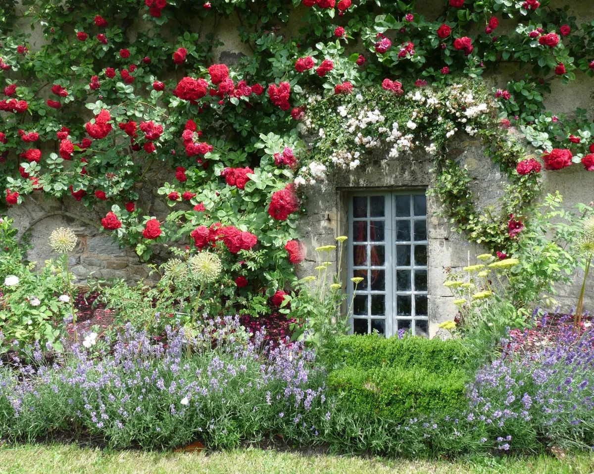 1706191728 177 Can we prune rose bushes in January Valuable advice from.webp - Can we prune rose bushes in January?  Valuable advice from old rose growers
