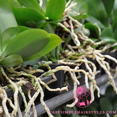  Should we cut the aerial roots of orchids?  The correct and healthy maintenance guide
