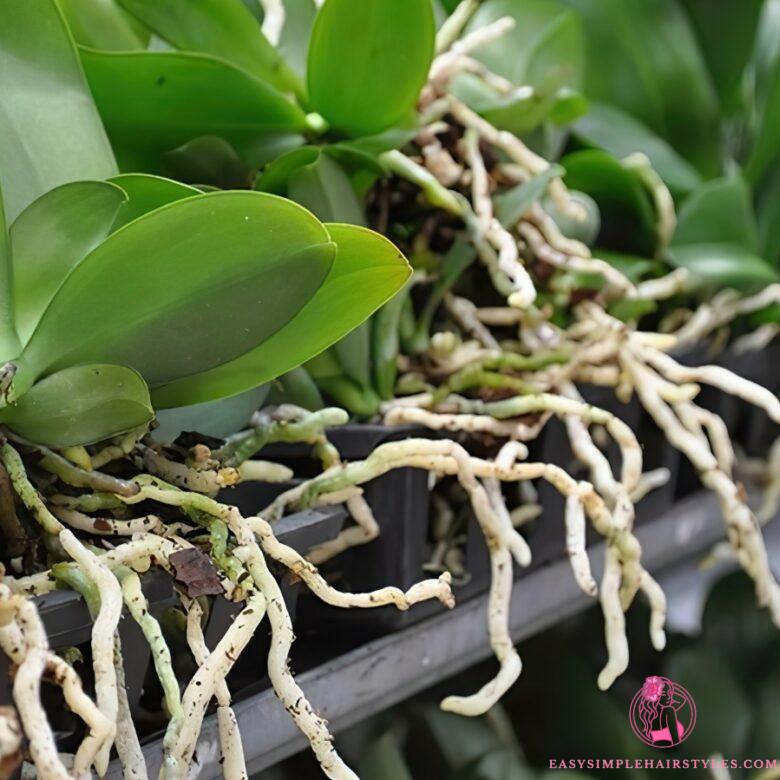  Should we cut the aerial roots of orchids?  The correct and healthy maintenance guide
