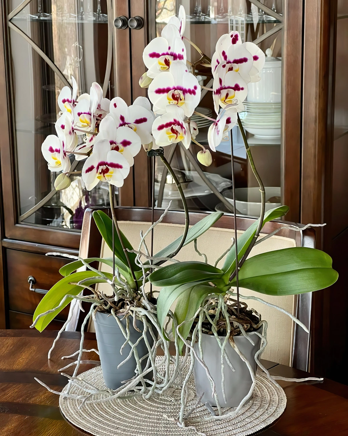 Should we cut the aerial roots of orchids The correct.webp - Should we cut the aerial roots of orchids?  The correct and healthy maintenance guide