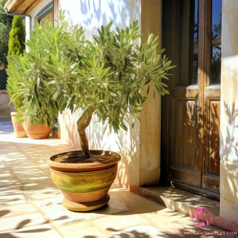  When is the right season to prune your olive tree?  The 3 right actions to give it a natural shape!
