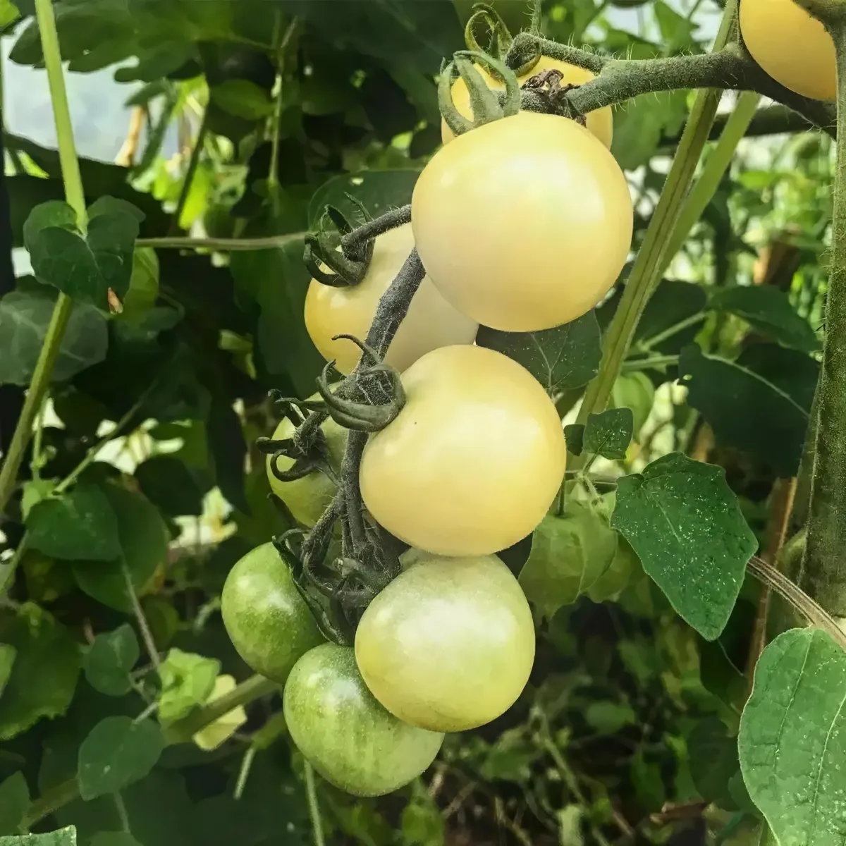 1724162710 490 Why are my tomatoes splitting and what can I do.webp - Why are my tomatoes splitting and what can I do to stop them from bursting?