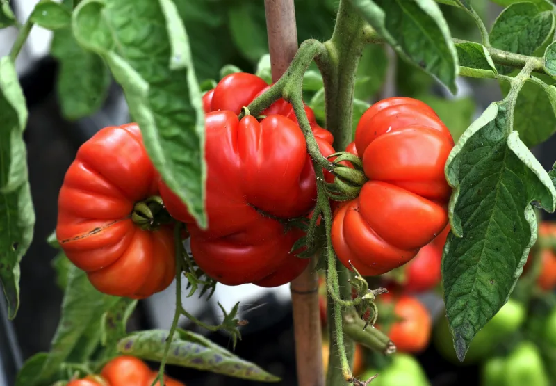 1724162710 616 Why are my tomatoes splitting and what can I do.webp - Why are my tomatoes splitting and what can I do to stop them from bursting?