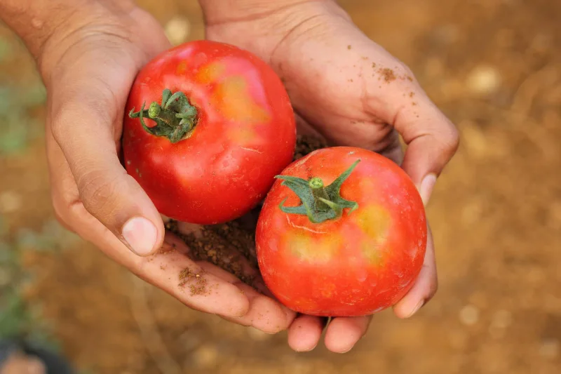 1724162710 697 Why are my tomatoes splitting and what can I do.webp - Why are my tomatoes splitting and what can I do to stop them from bursting?