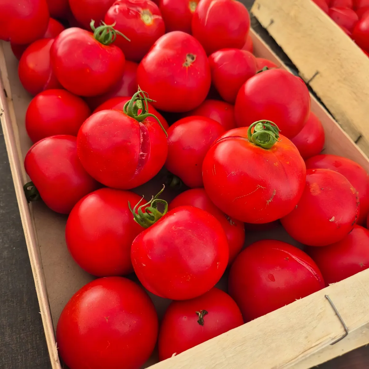 1724162710 736 Why are my tomatoes splitting and what can I do.webp - Why are my tomatoes splitting and what can I do to stop them from bursting?