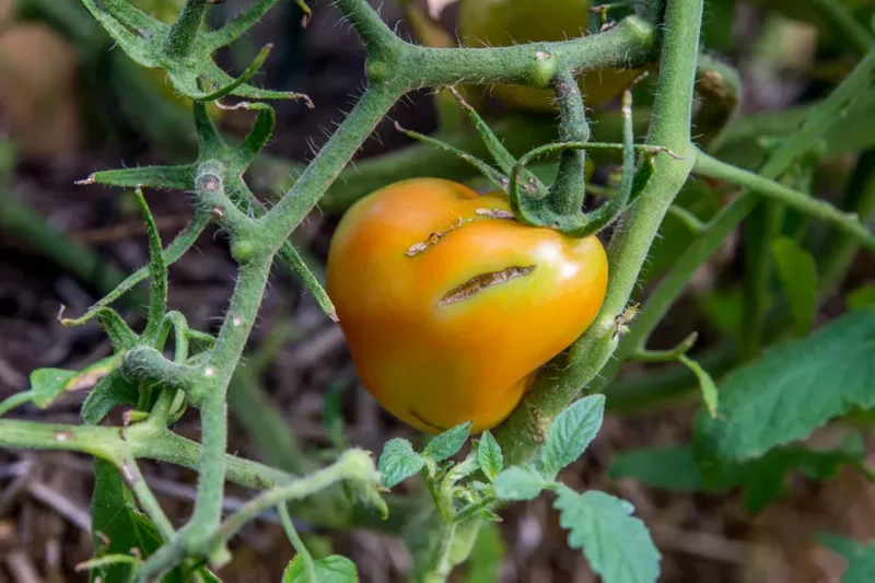 1724162710 840 Why are my tomatoes splitting and what can I do.webp - Why are my tomatoes splitting and what can I do to stop them from bursting?