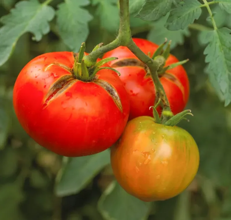 1724162710 913 Why are my tomatoes splitting and what can I do.webp - Why are my tomatoes splitting and what can I do to stop them from bursting?